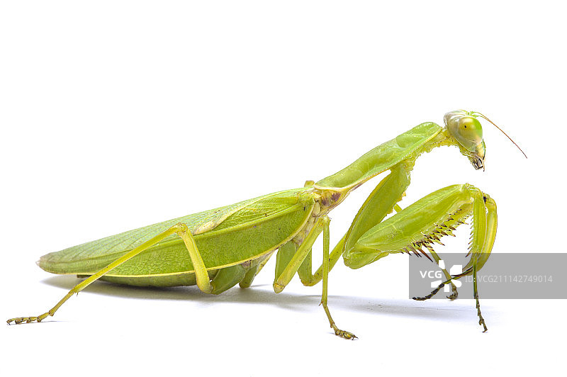 昆虫,螳螂图片素材