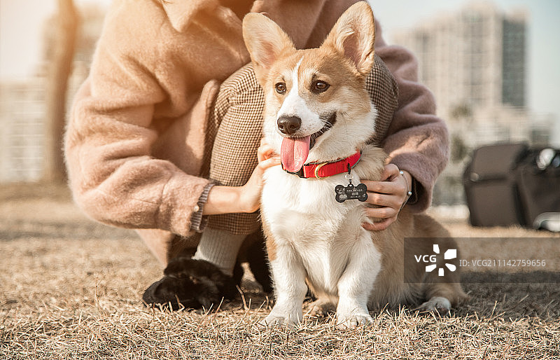 柯基犬图片素材