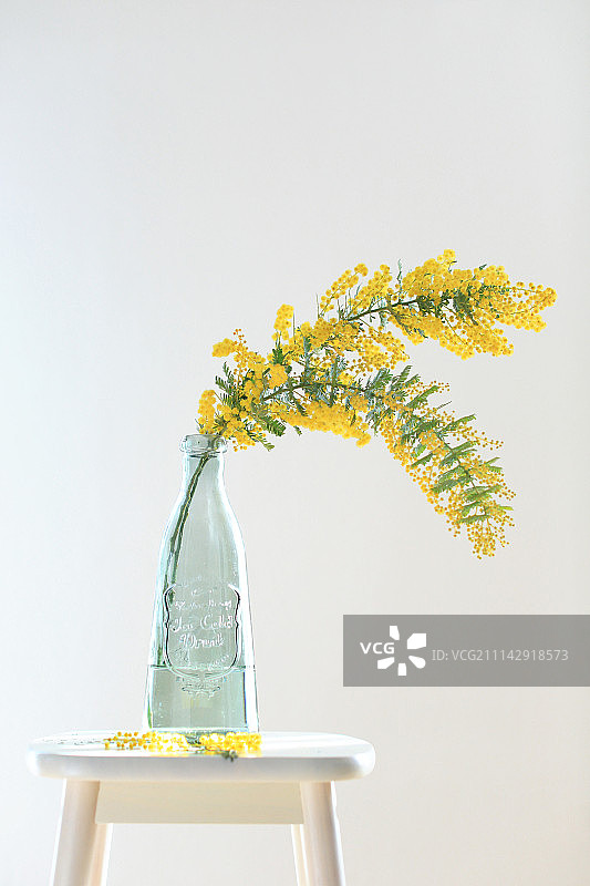 银叶金合欢图片素材