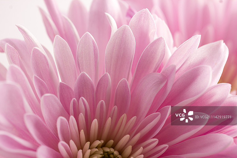 花瓣特写图片素材