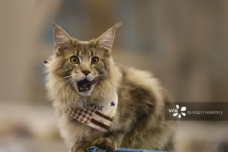 缅因猫（宠物猫）图片素材