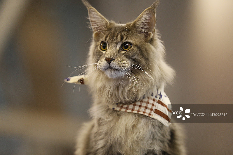 缅因猫（宠物猫）图片素材