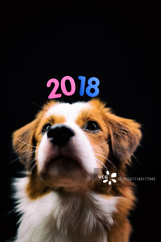 宠物犬图片素材