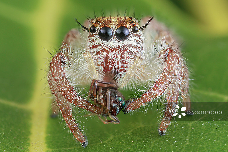 跳蛛和蚁蛛拟态图片素材