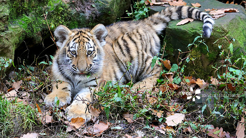 虎宝宝 1图片素材