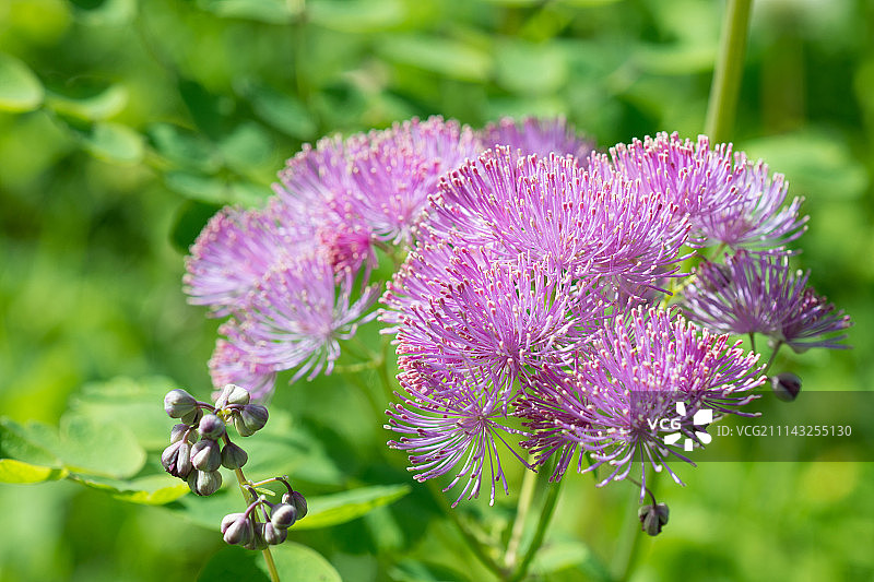 耧斗菜唐松草图片素材