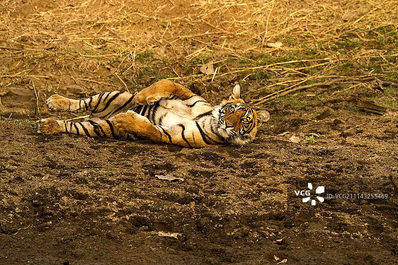 好奇的18个月大幼崽图片素材