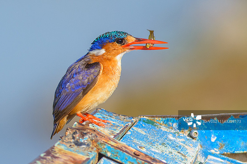 捕食中的蓝胸翠鸟图片素材