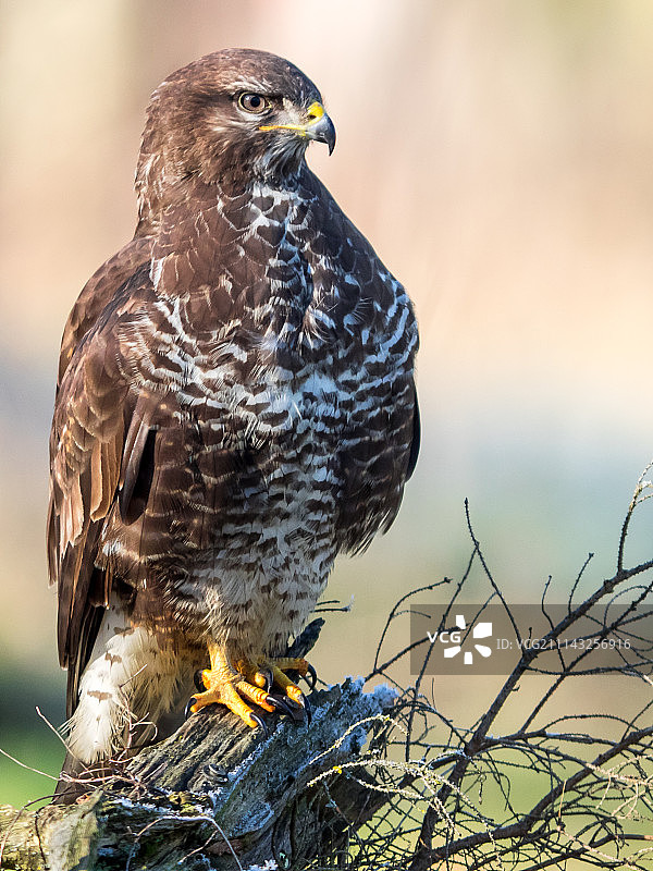 蜂鹰#1图片素材