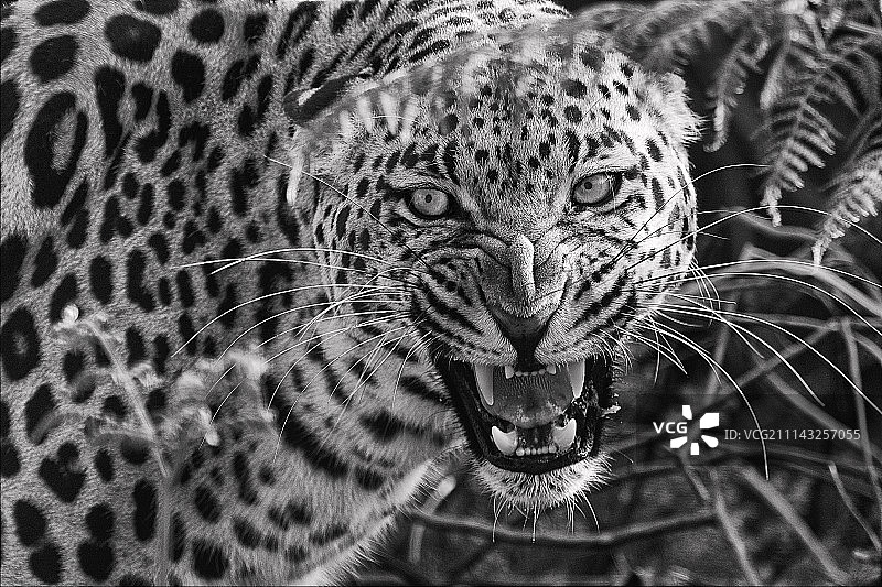 纳米比亚埃托沙国家公园豹子图片素材