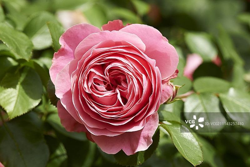 玫瑰柔和粉彩图片素材