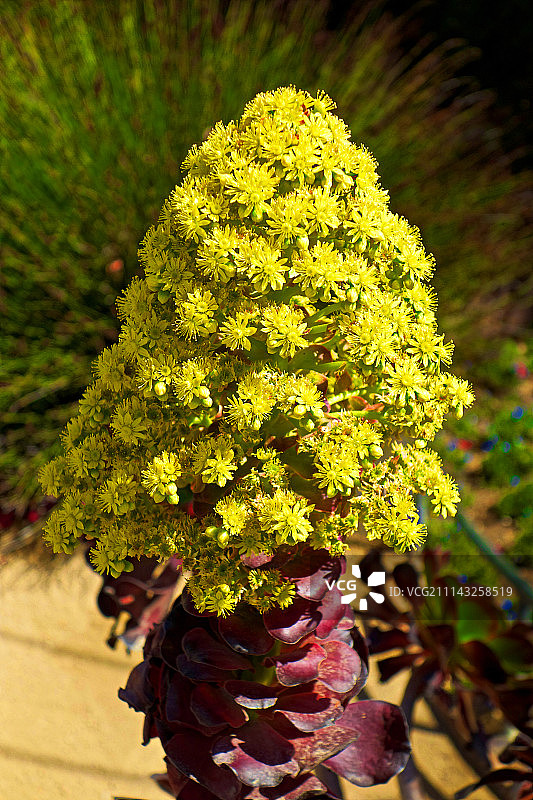 黄色顶峰图片素材