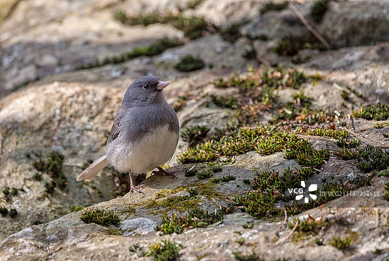 黑眼灯草雀图片素材