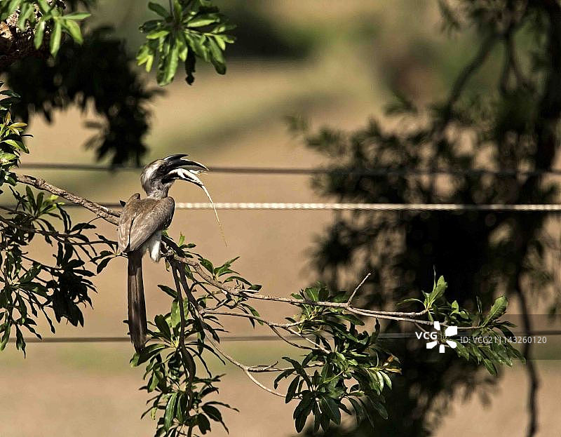 印度灰犀鸟图片素材