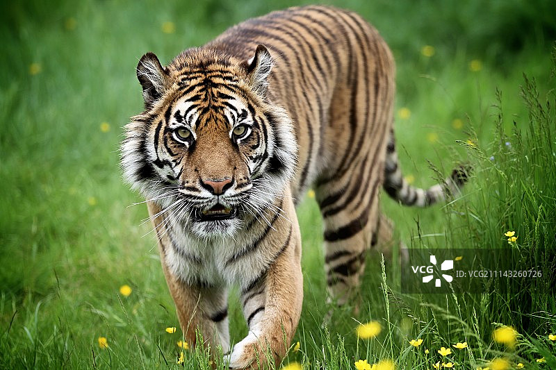 苏门答腊虎图片素材