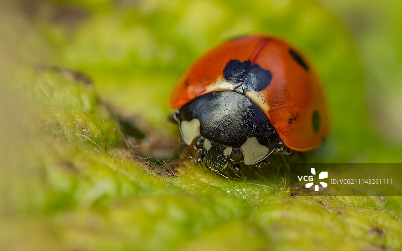 七星瓢虫图片素材