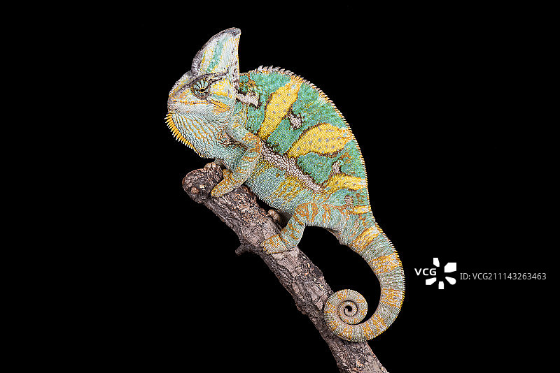 戴面纱的/也门变色龙图片素材