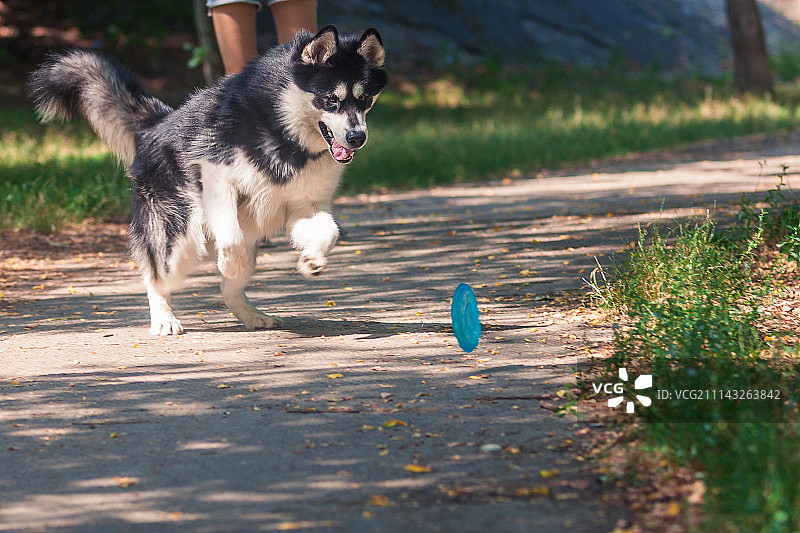 阿拉斯加雪橇犬丹泽尔玩耍图片素材