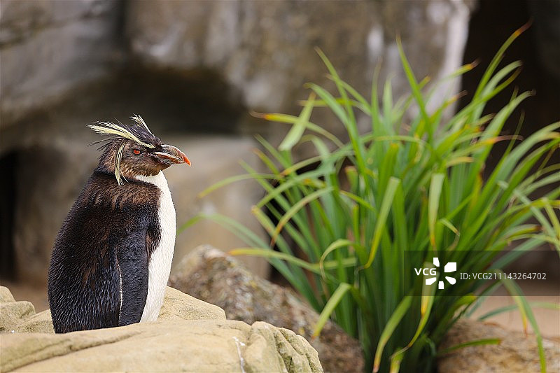 跳岩企鹅摇摆图片素材