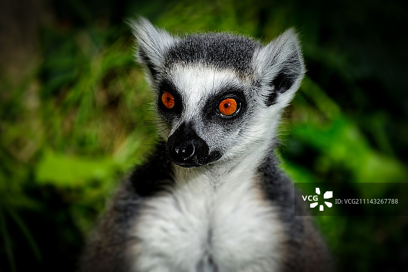 环尾狐猴图片素材