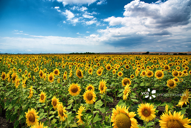 保加利亚夏季的向日葵田图片素材