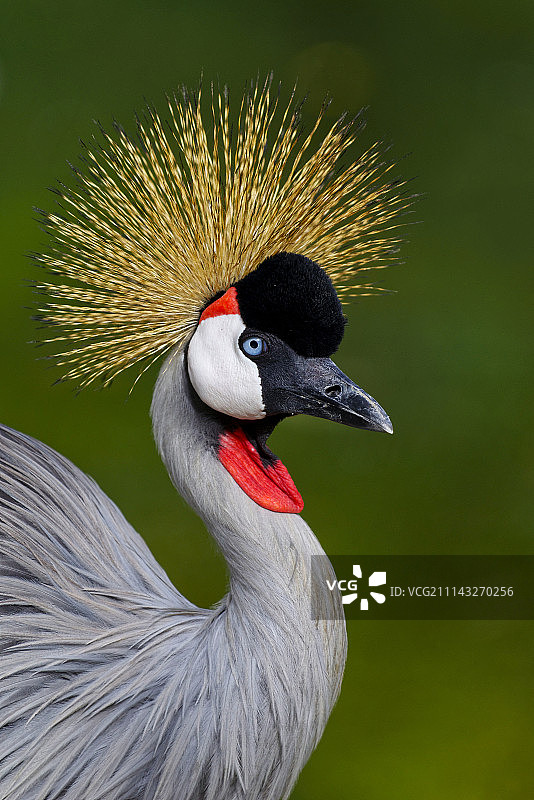 灰色加冕起重机图片素材