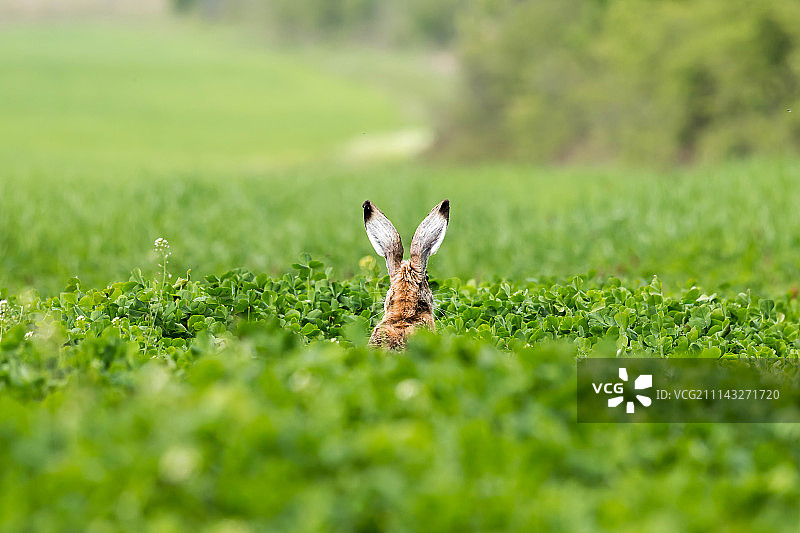 欧洲野兔图片素材
