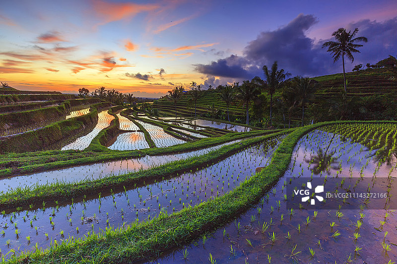 日落时分稻田的景色图片素材