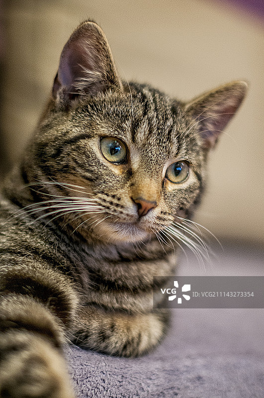 奥赛罗图片素材