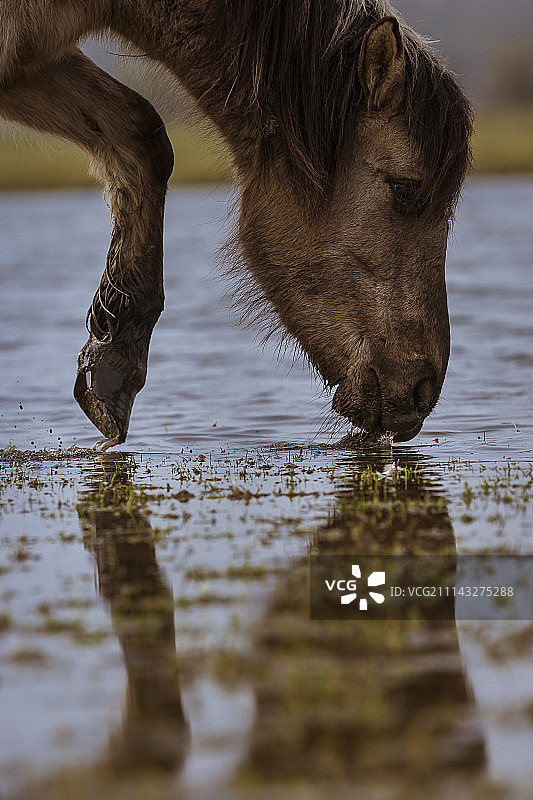 柯尼克马图片素材