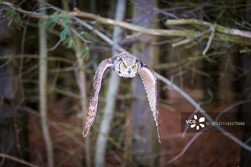 灰色有角图片素材