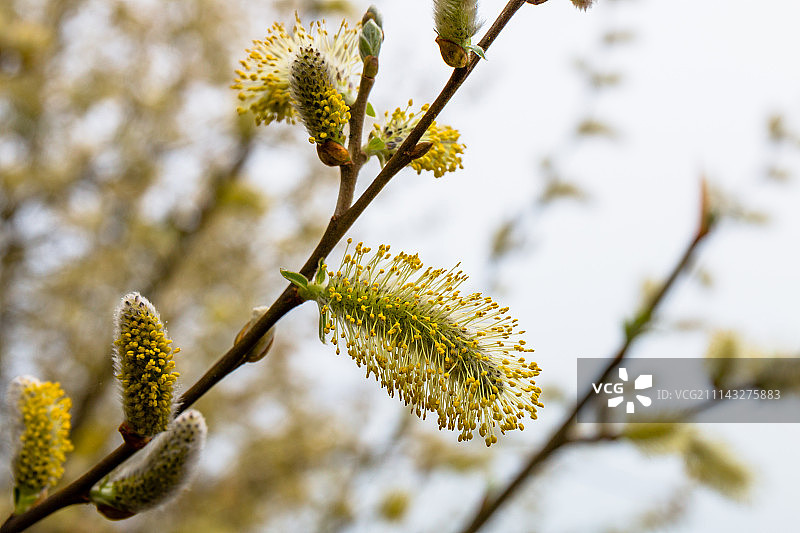 开花了图片素材