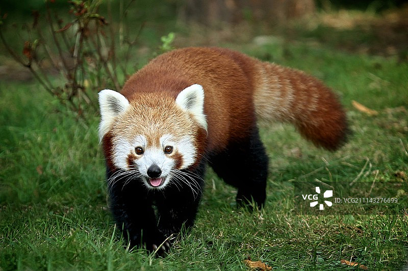 快乐的小熊猫！图片素材