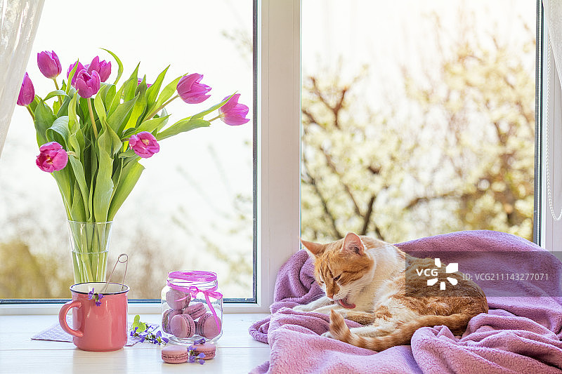 紫色阳光下的温馨家居概念图片素材