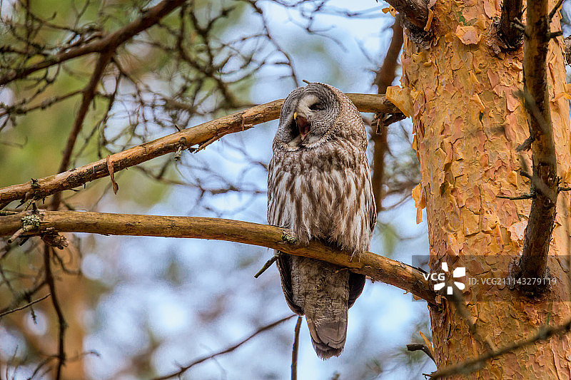 大灰猫头鹰图片素材