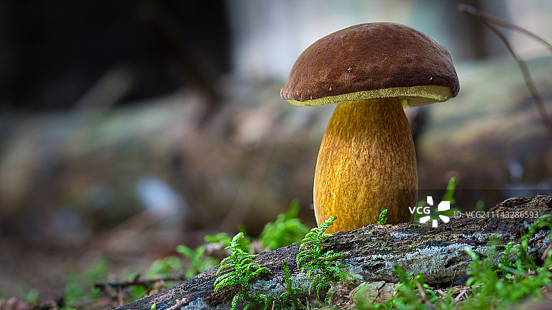 牛肝菌图片素材