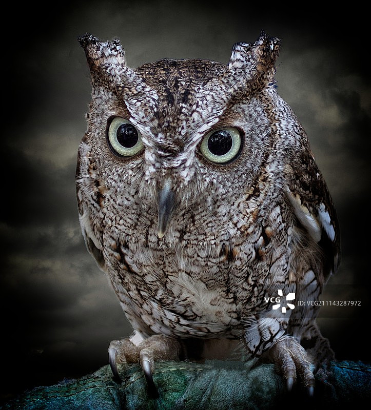 角鸮肖像图片素材