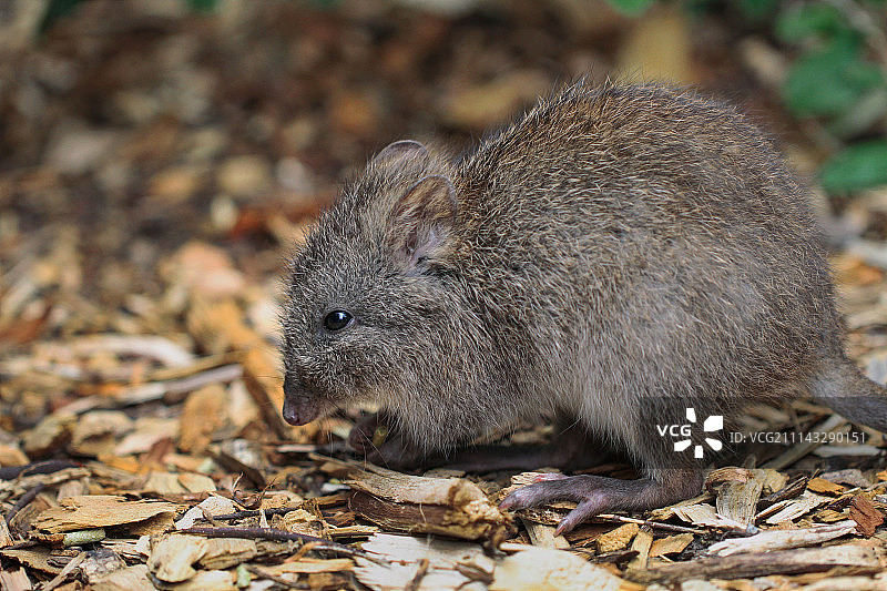 长鼻袋鼠（Potorous tridactylus）图片素材