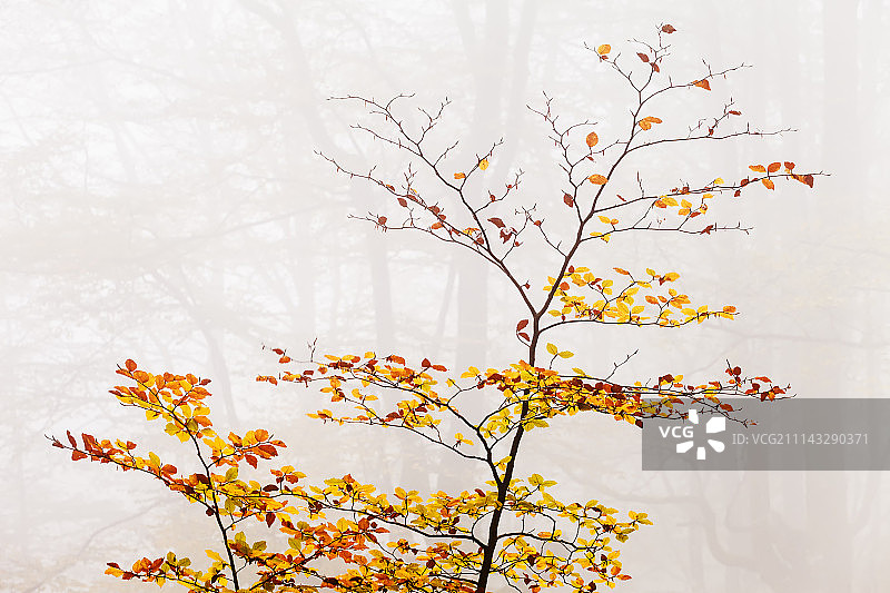 秋季礼物图片素材