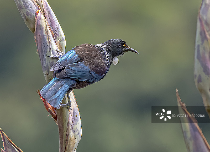 新西兰本土鸟类图伊图片素材