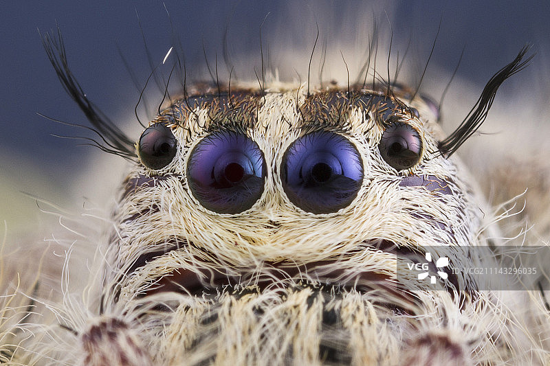 蜘蛛面部图片素材