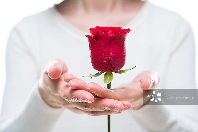 女子手捧玫瑰图片素材