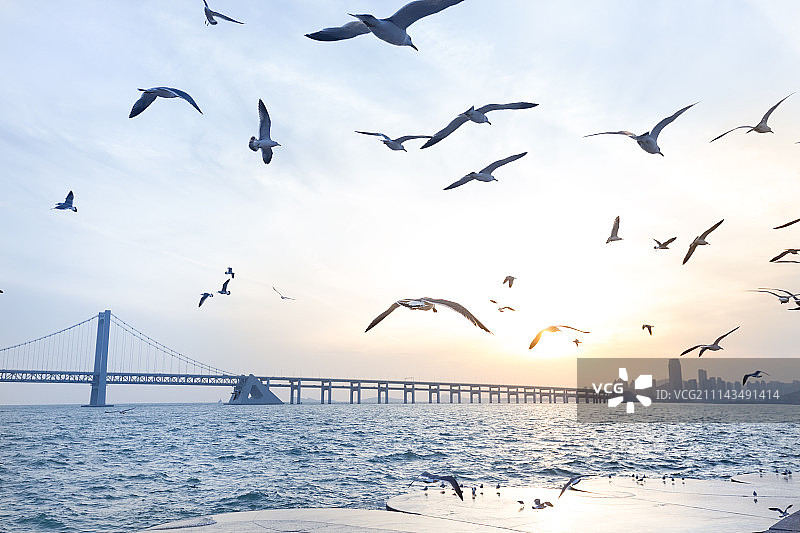 日落海岸线海鸥图片素材