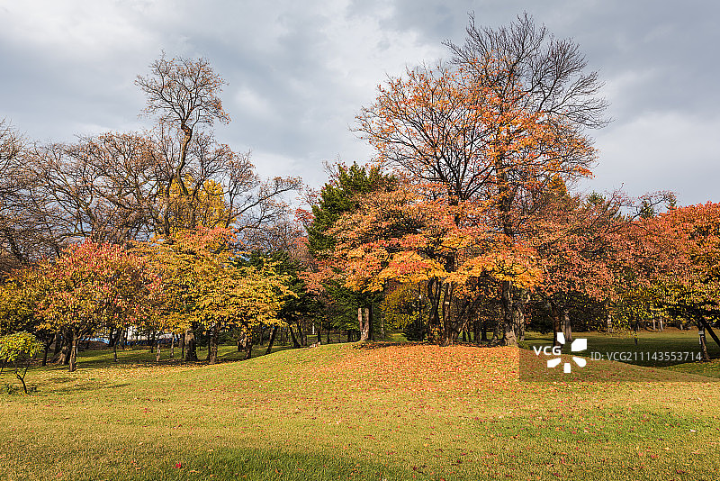 秋天的树图片素材
