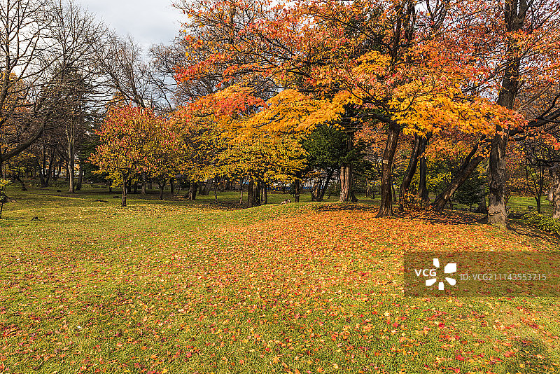 秋天的树图片素材