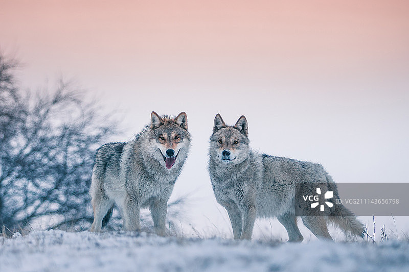 狼王和狼后图片素材