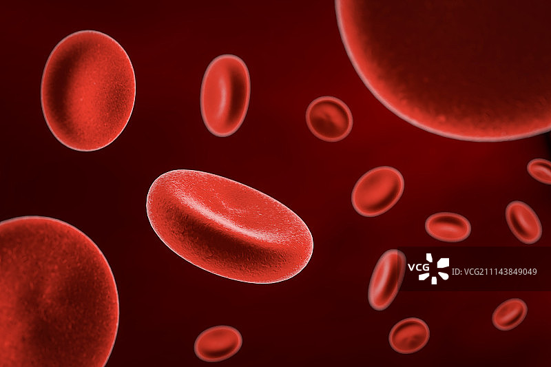 血液 细胞  生物学 显微 特写图片素材