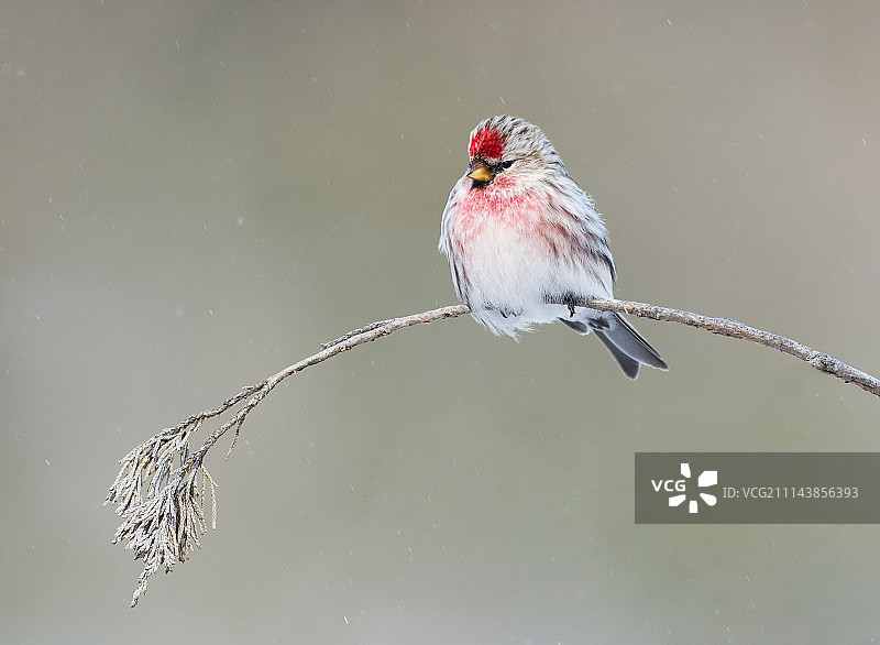 红腹灰雀图片素材
