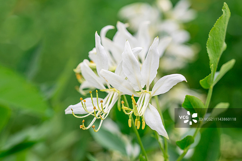 白色亚森涅茨花图片素材