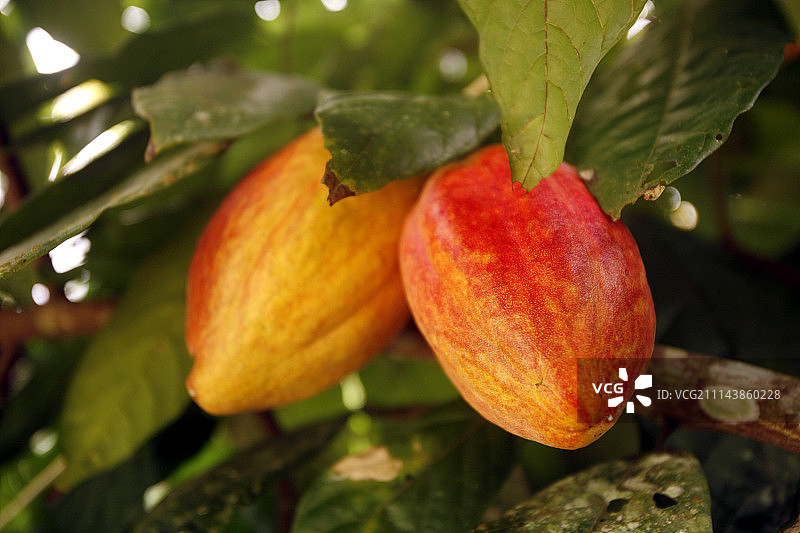 南美洲委内瑞拉的朱奥可可种植园图片素材